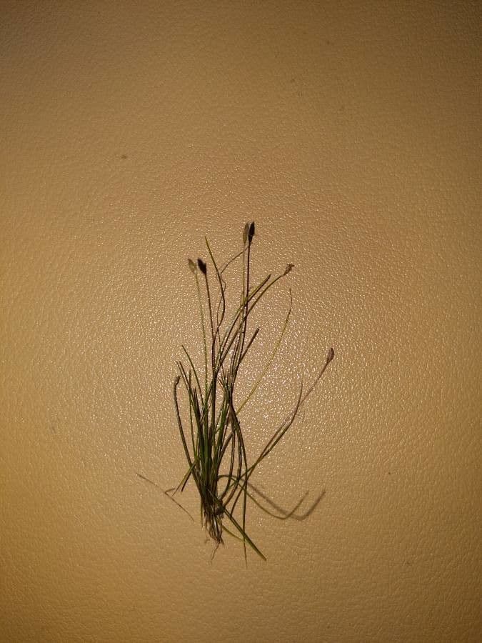 Giunchina aghiforme 8
