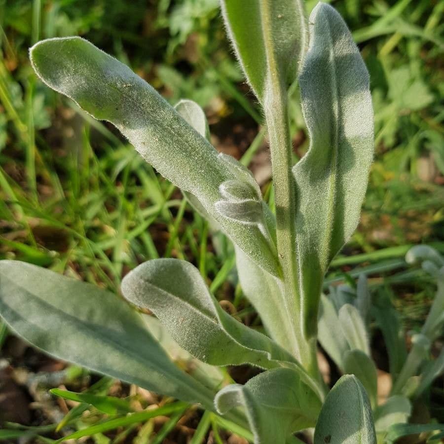 Cinoglosa 19