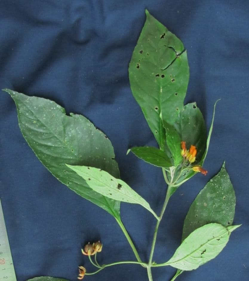 Besleria laxiflora 9