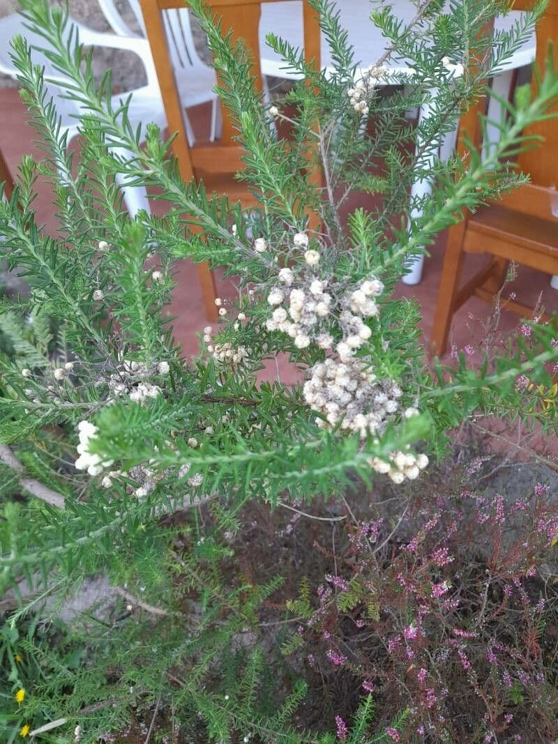Ozothamnus diosmifolius 10