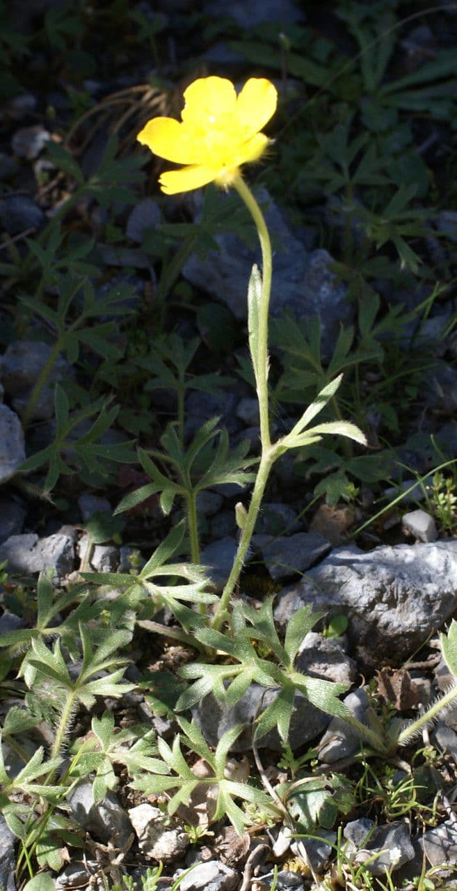 Ranunculus sprunerianus 8