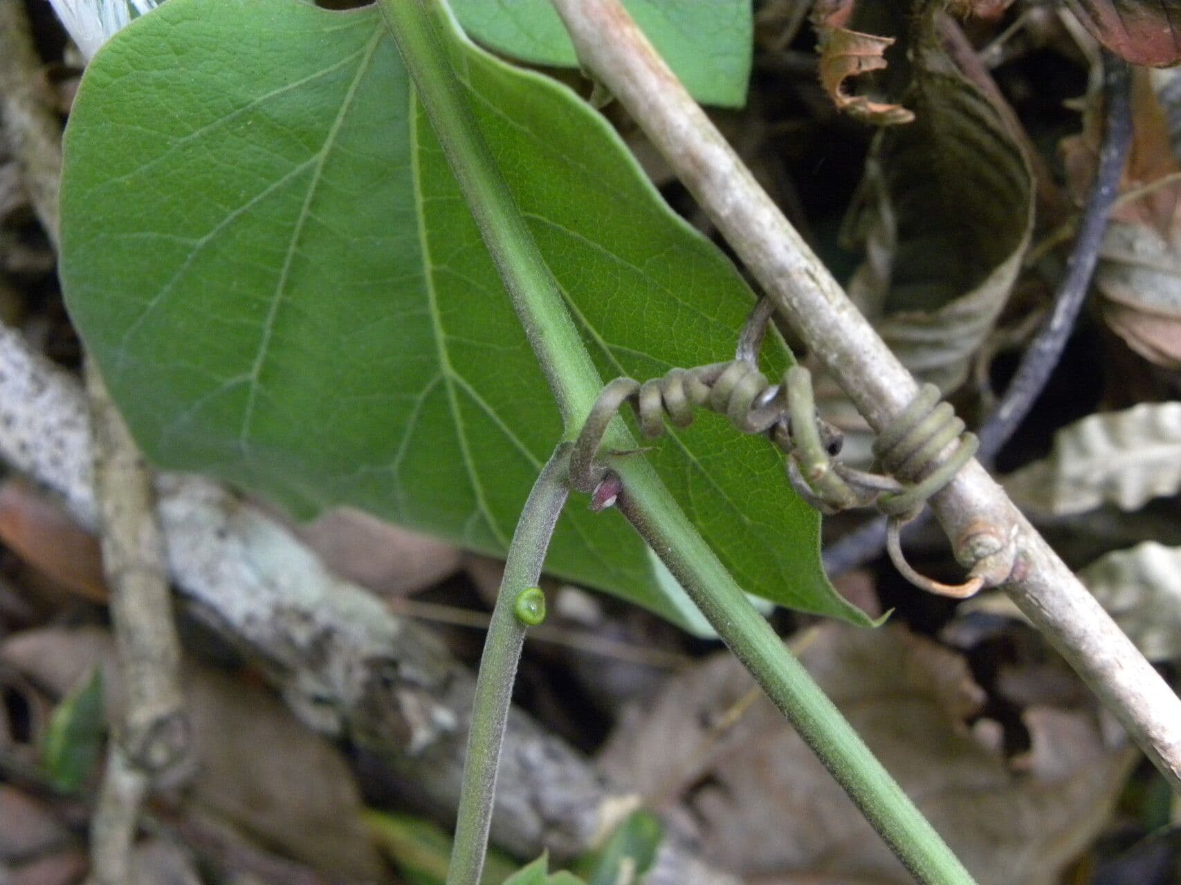 Passiflora 9