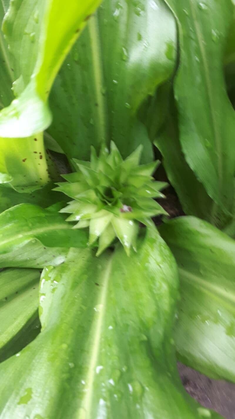 Eucomis 3