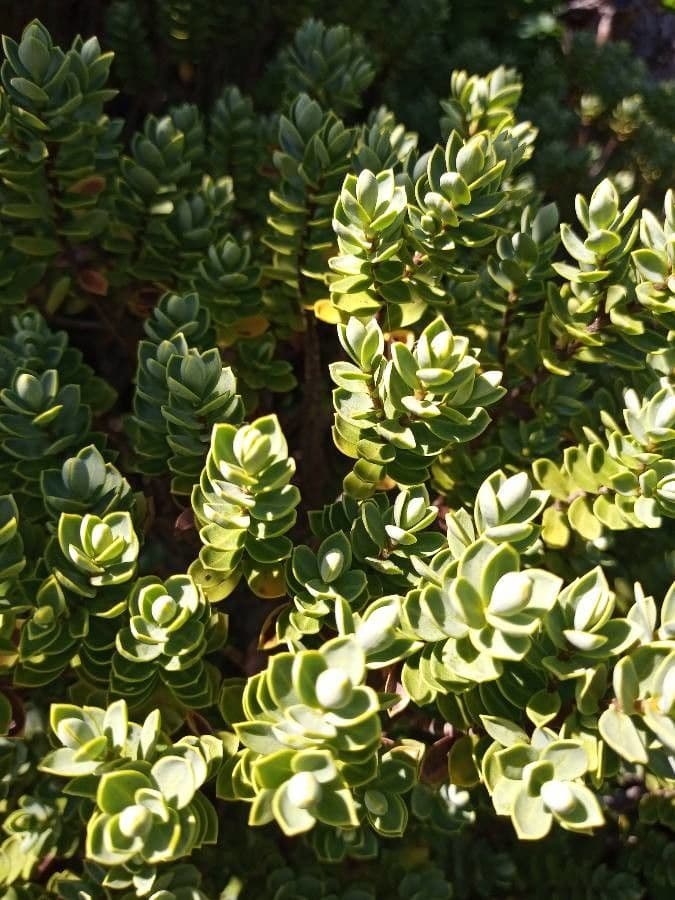Cyathopsis 16