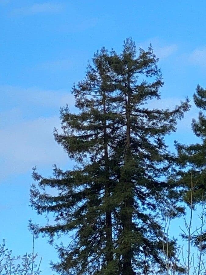 Sequoia sempreverde 13