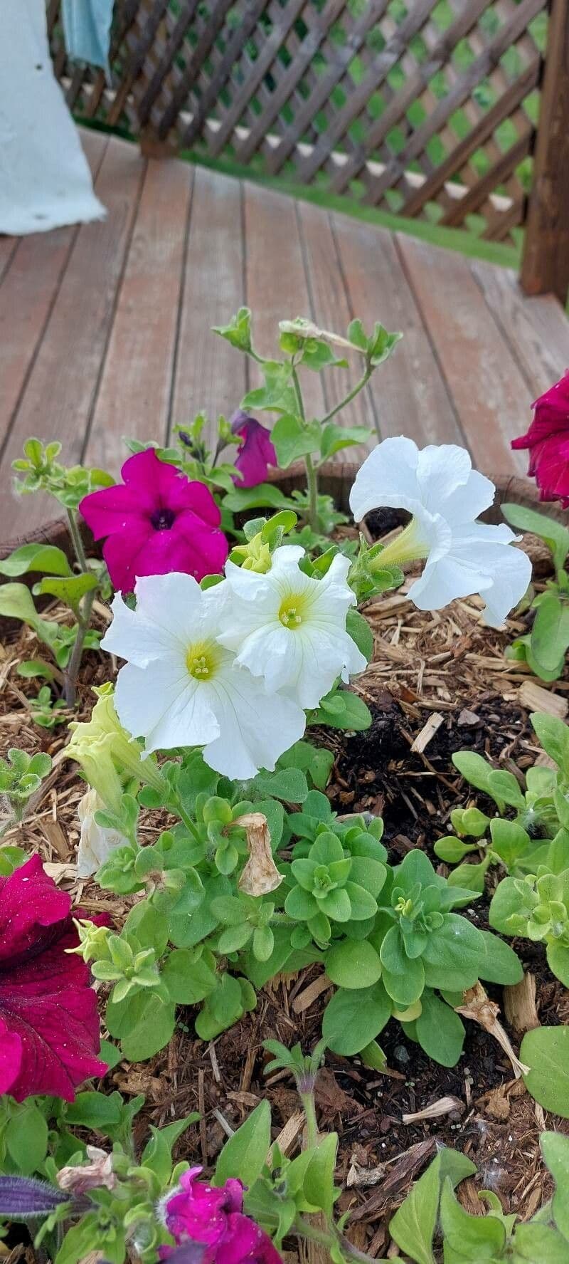 Petunia 18