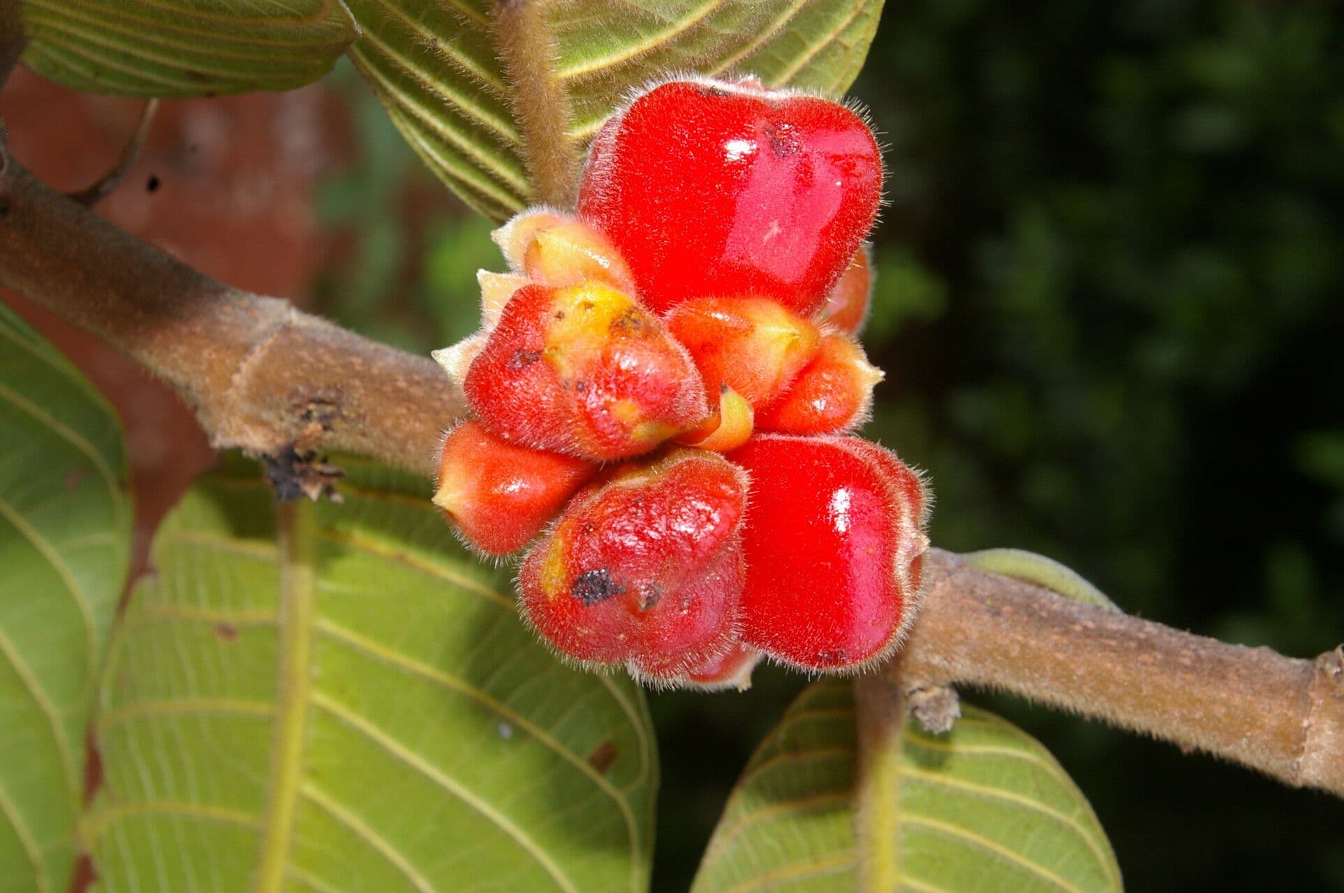 Perebea guianensis 3