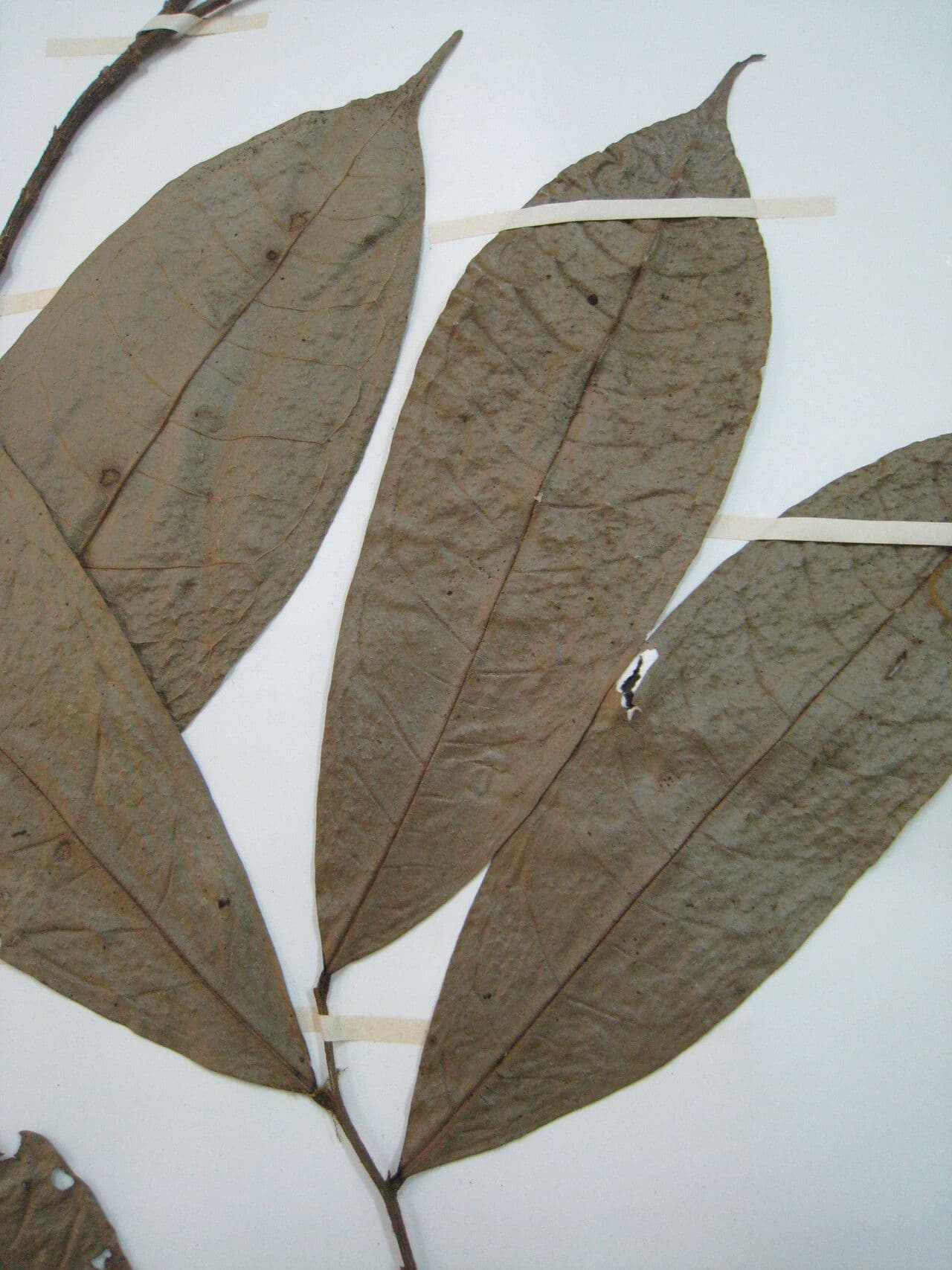 Duguetia 17