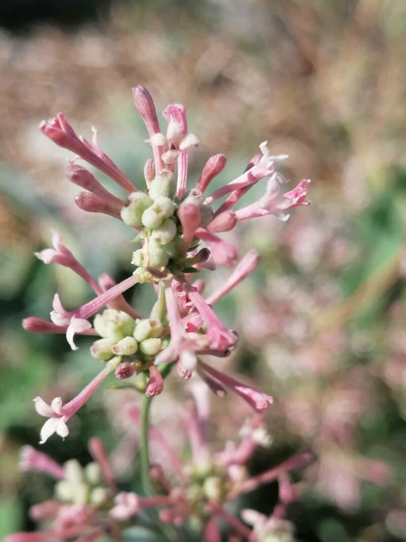 Asperula aristata 10