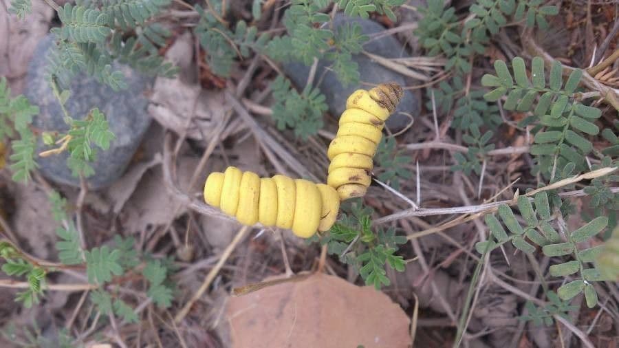 Kriechende Prosopis 5