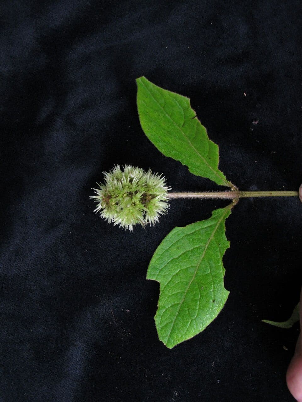 Cyathula 6