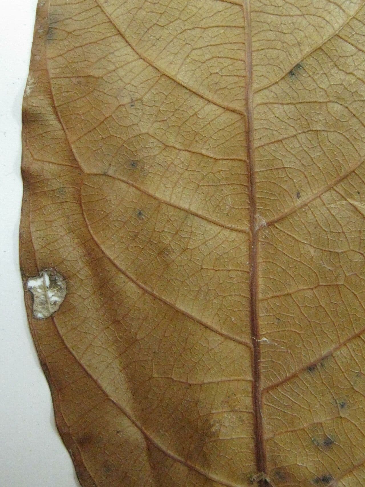Rinorea paniculata 2