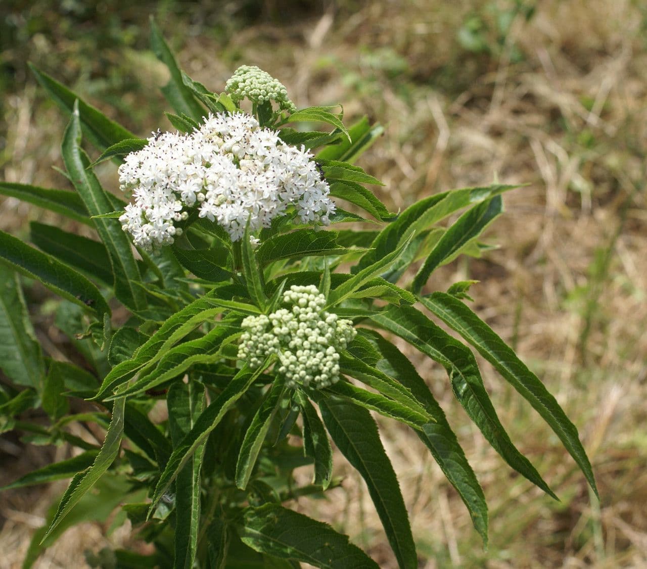 Lebbio 11