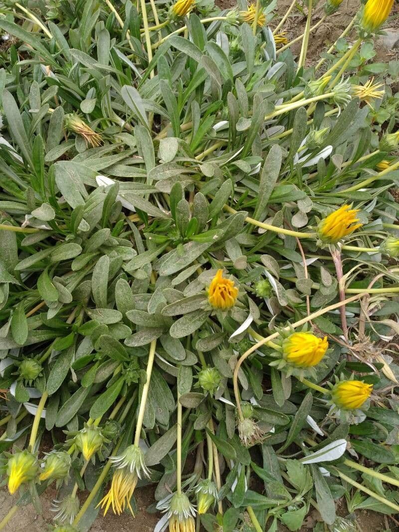 Gazania 16