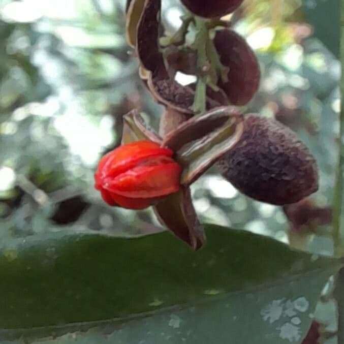 Trichilia 5