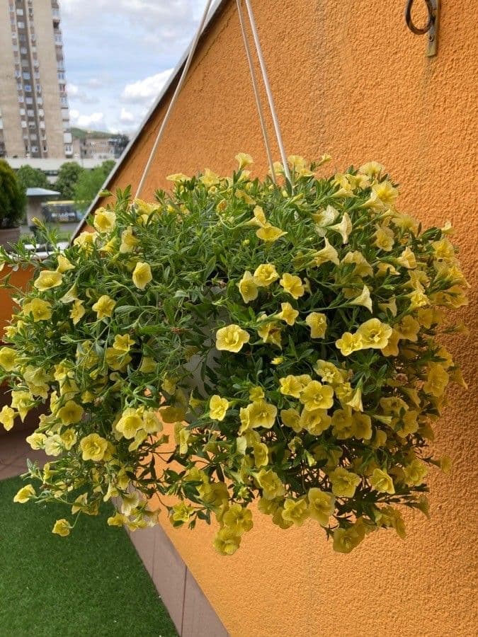 Kleinblütige Kalibrachoa 2