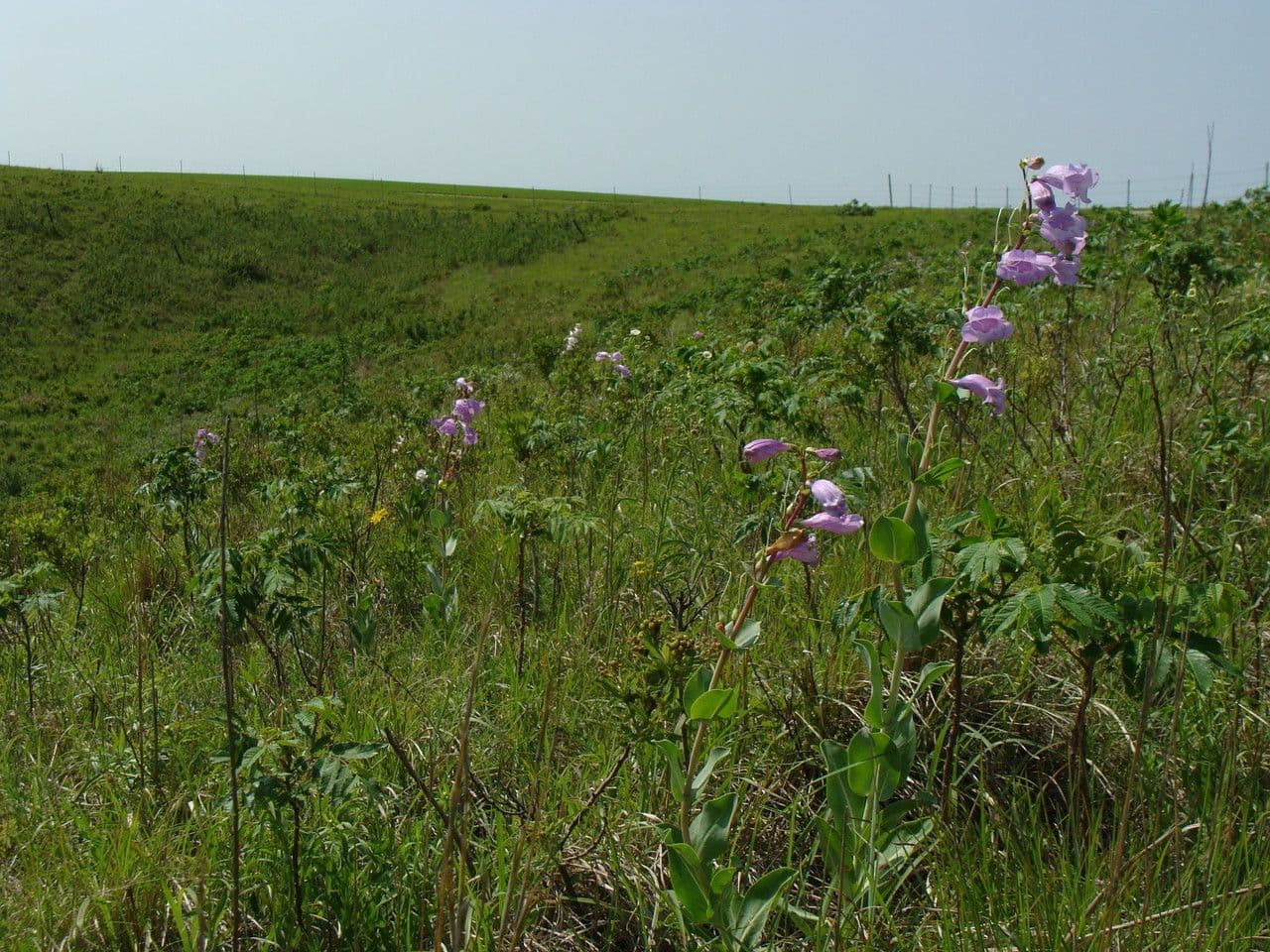 Penstemon grande 9