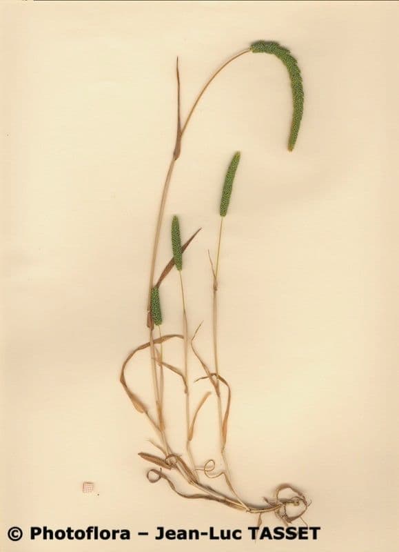 Phleum paniculatum 7