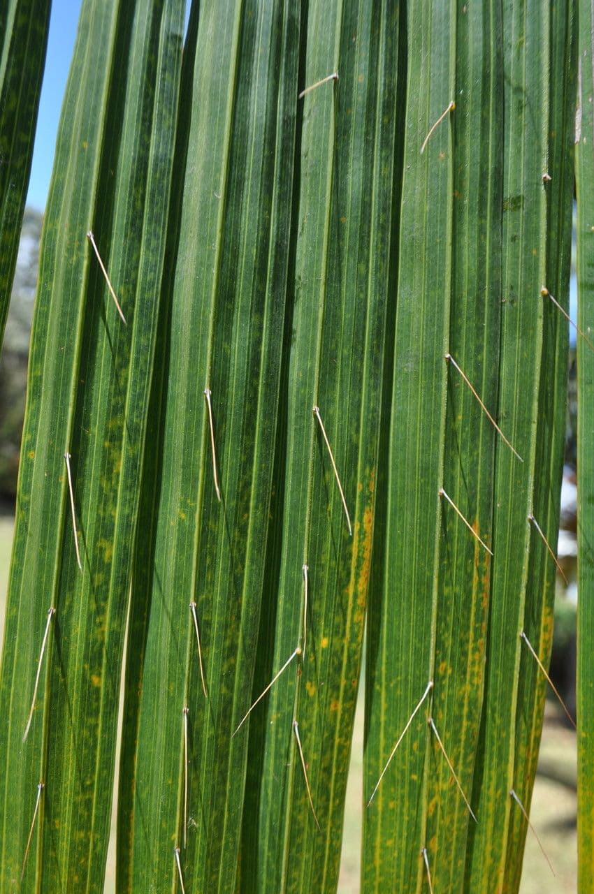 Acanthophoenix 12