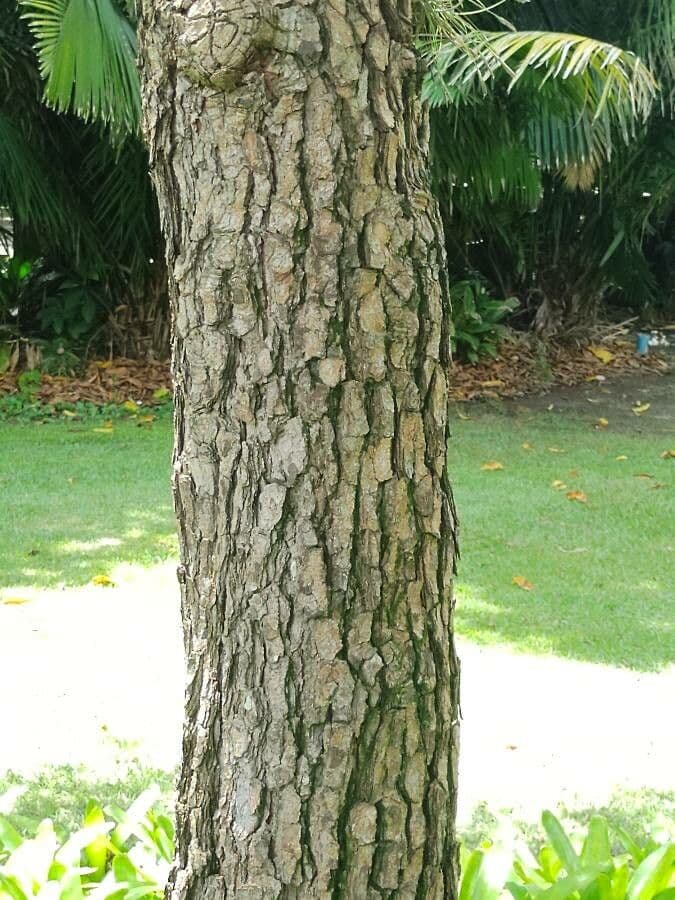 Physocalymma 11