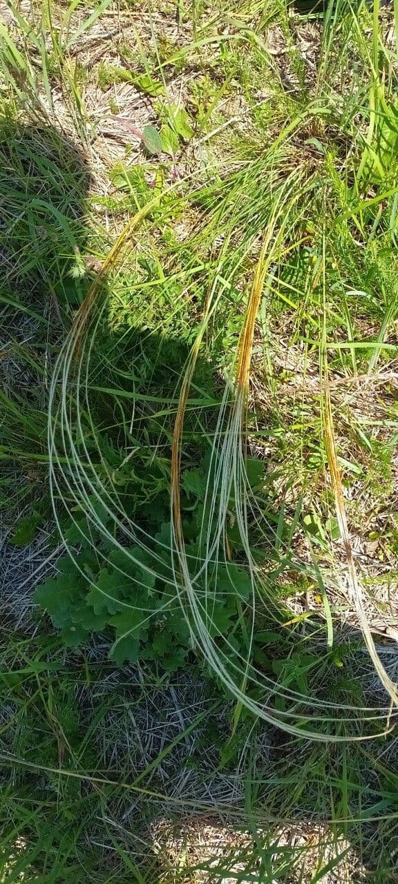 Stipa pulcherrima