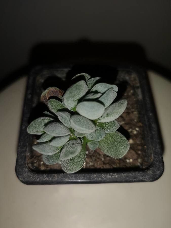 Crassula del tetto 3