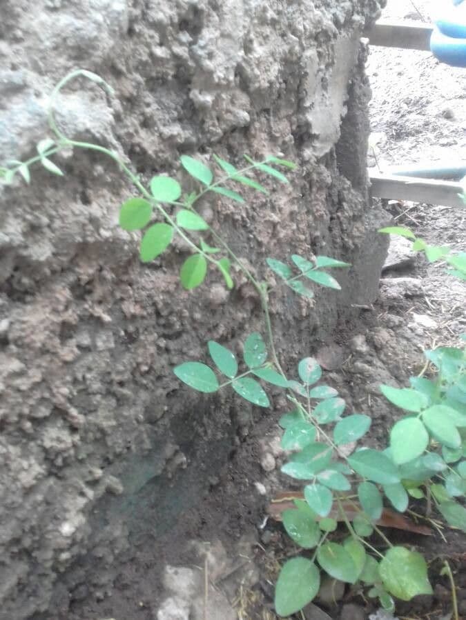 Tephrosia 17