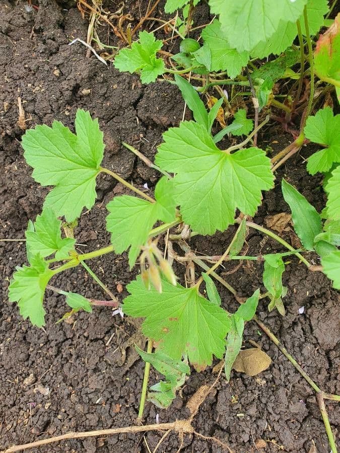 Pelargonio 11