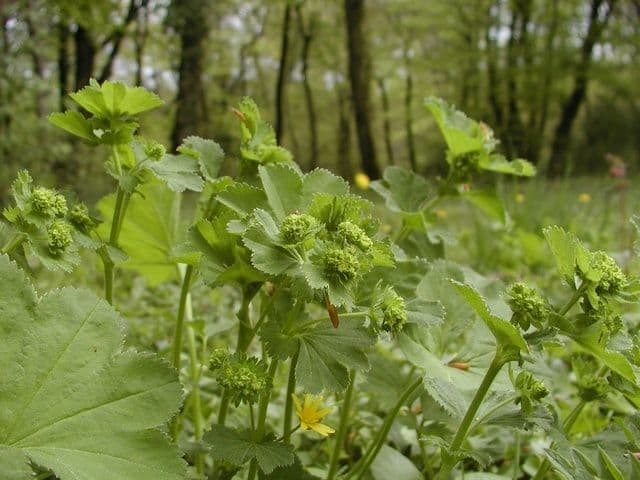 Alchemilla pelosa 6