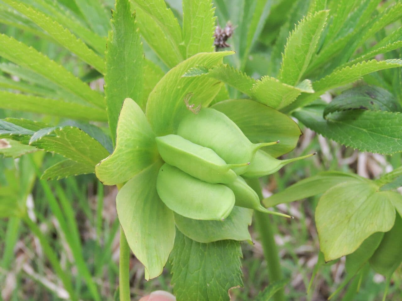 Elleboro verde