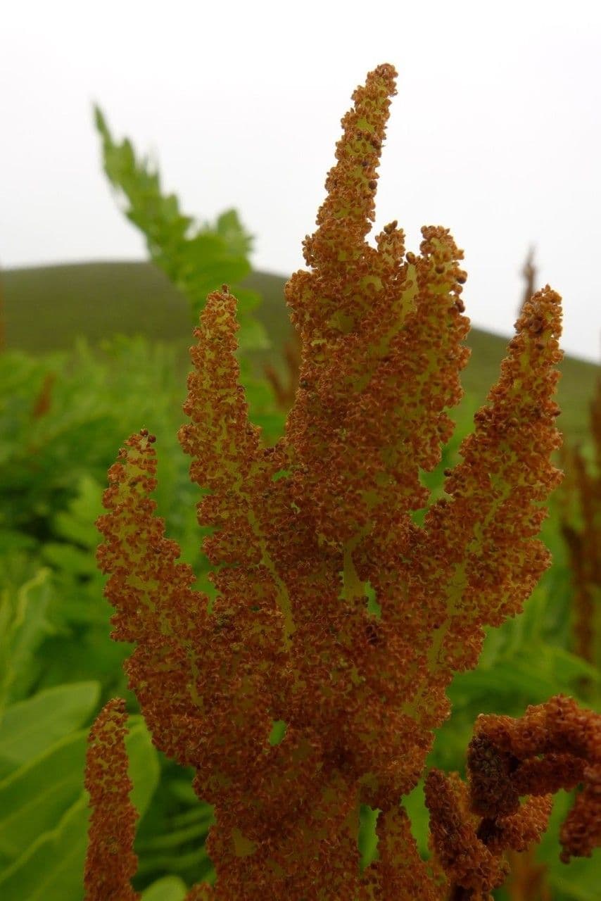 Długosz królewski 8