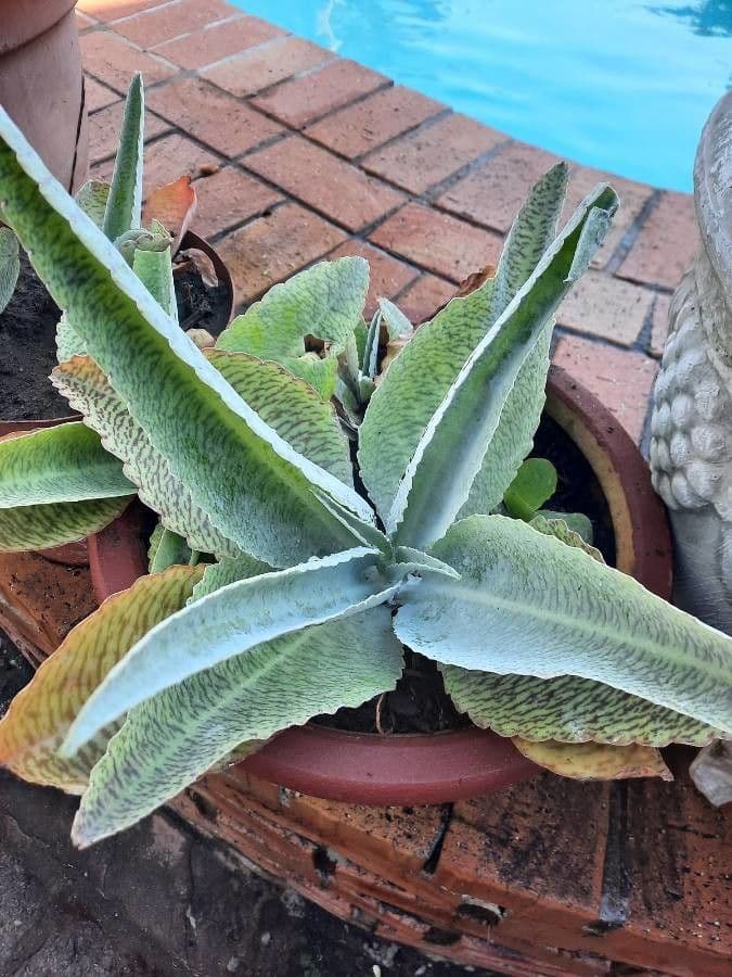 Kalanchoe 11