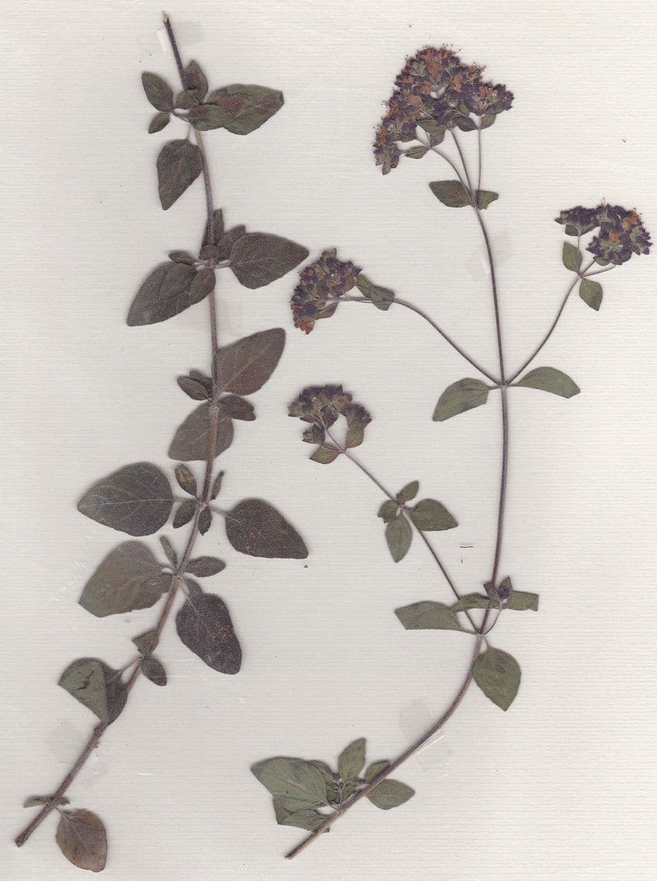 Oregano 26