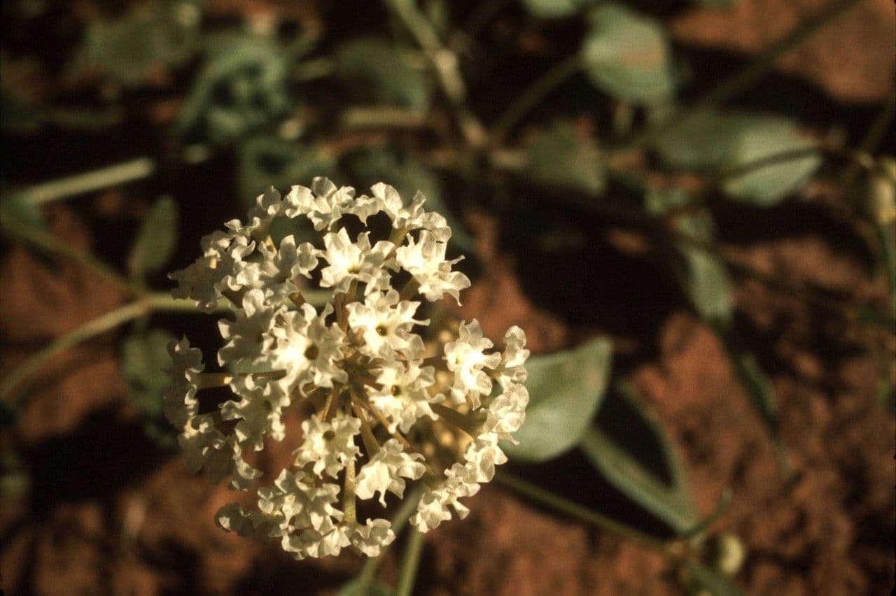 Abronia fragrante 2