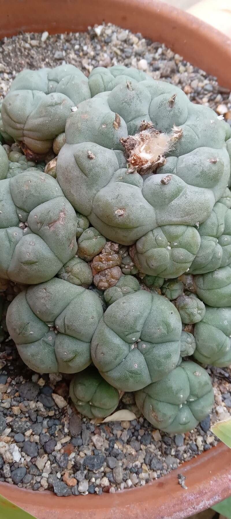Peyote 9