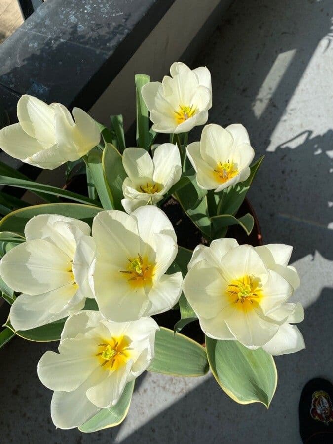 Tulipano 5