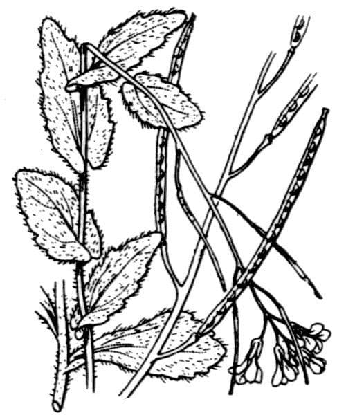 Arabis nova 21