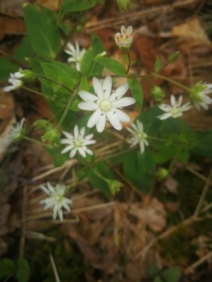 Stellaria pubescente