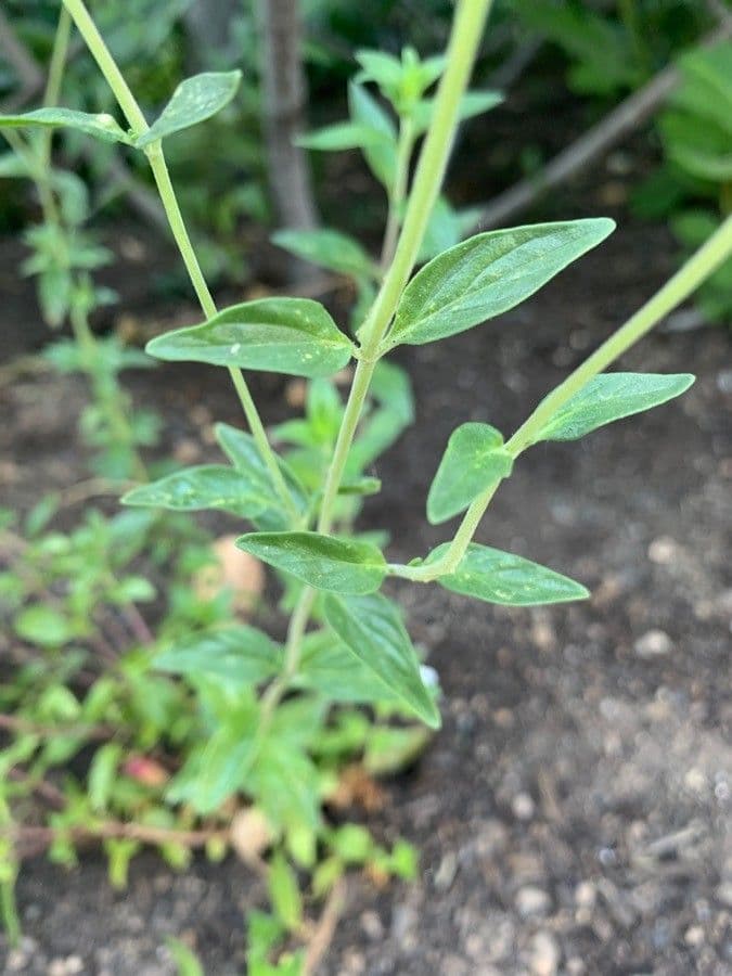 Monardella 12