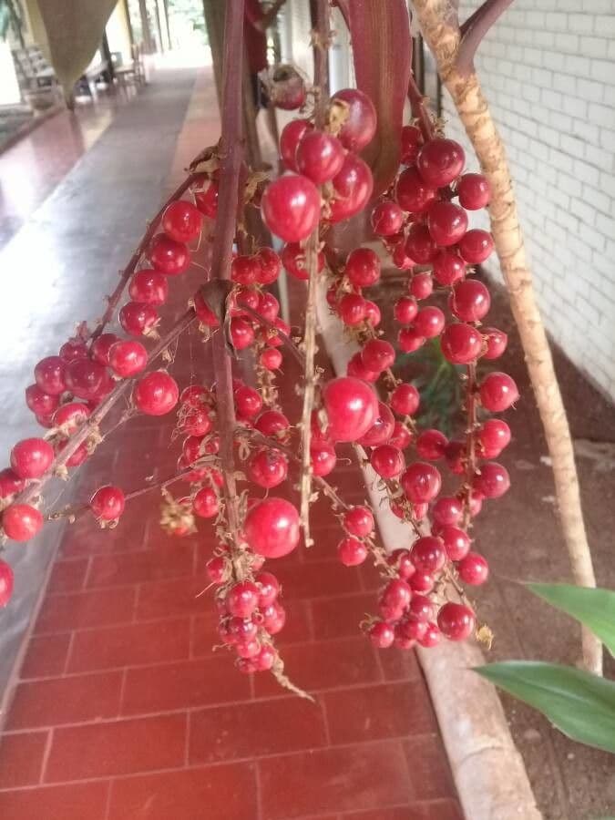 Cordyline 2