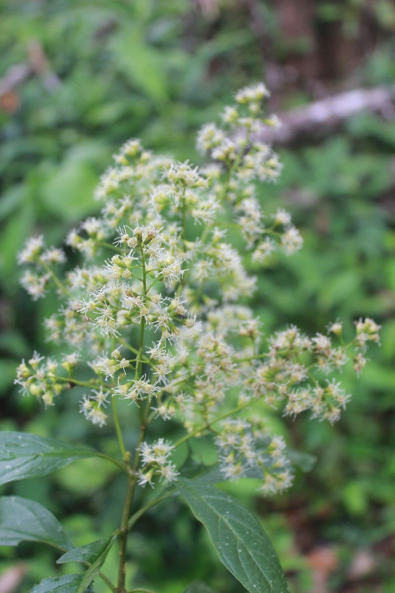 Koanophyllon 6