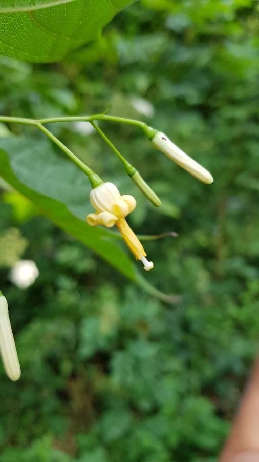 Alangium platanolisté 4