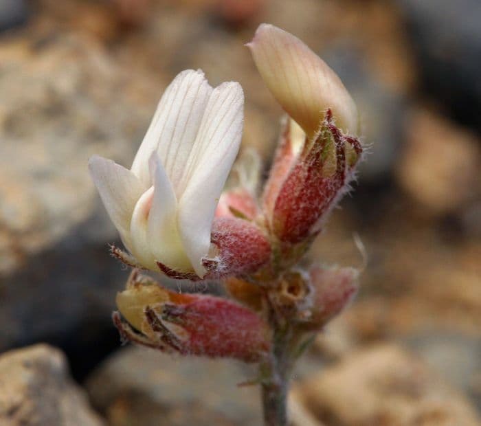 Astragalo 4