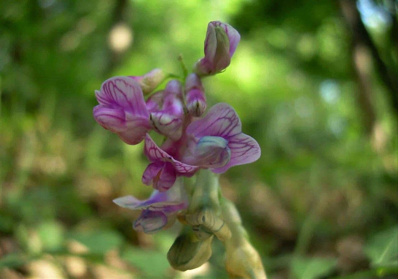 Cicerchia nera 10