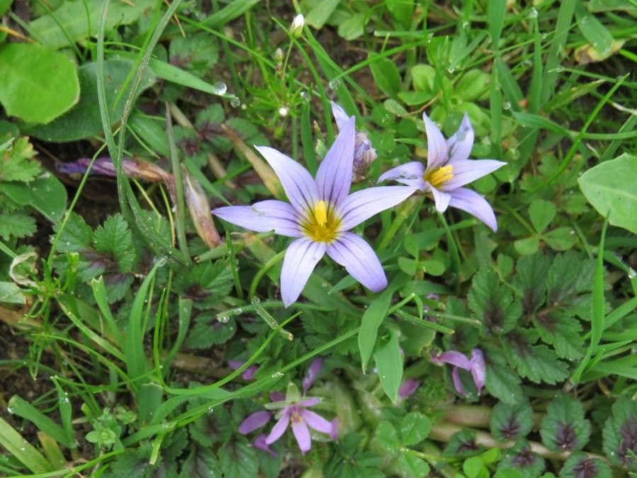 Romulea bulbocodium 6