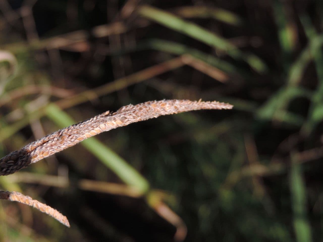 Urville-Paspalum 4