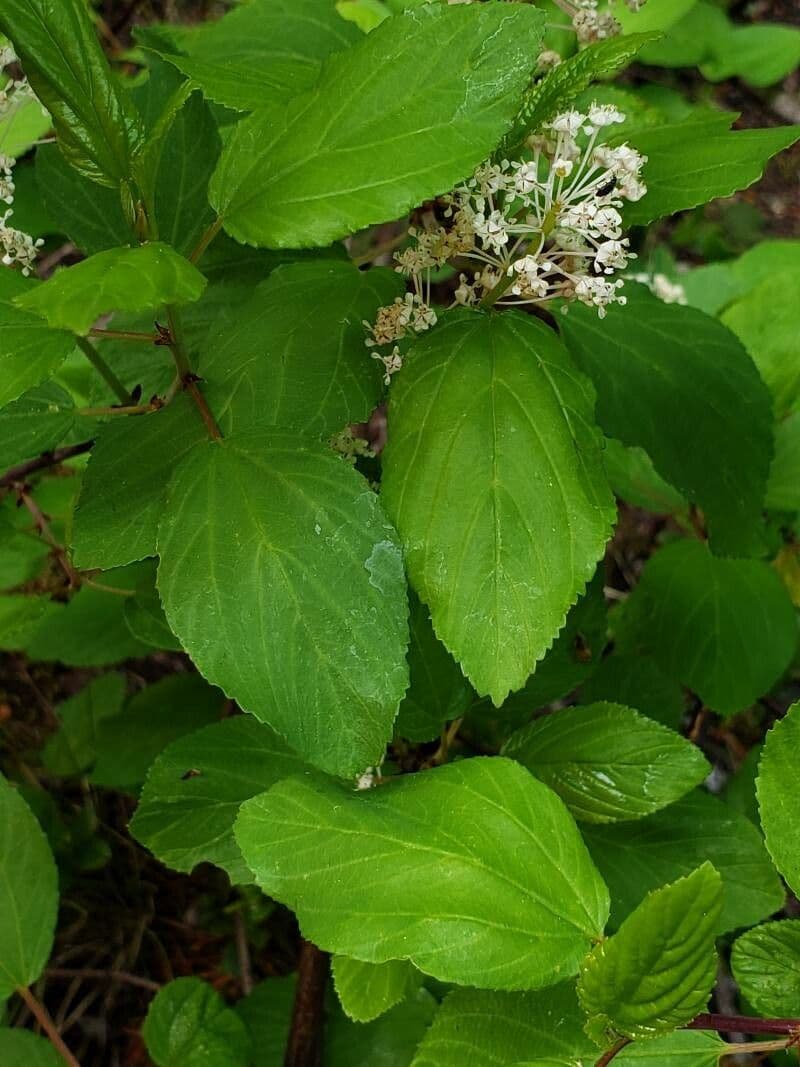 Krvavý ceanothus 9