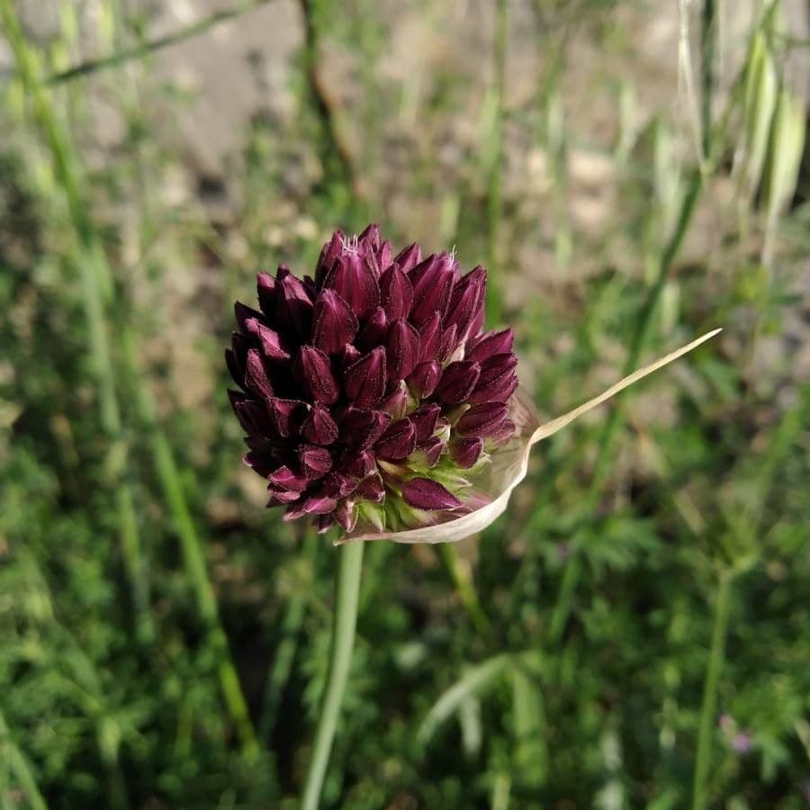 Aglio rotondo 7