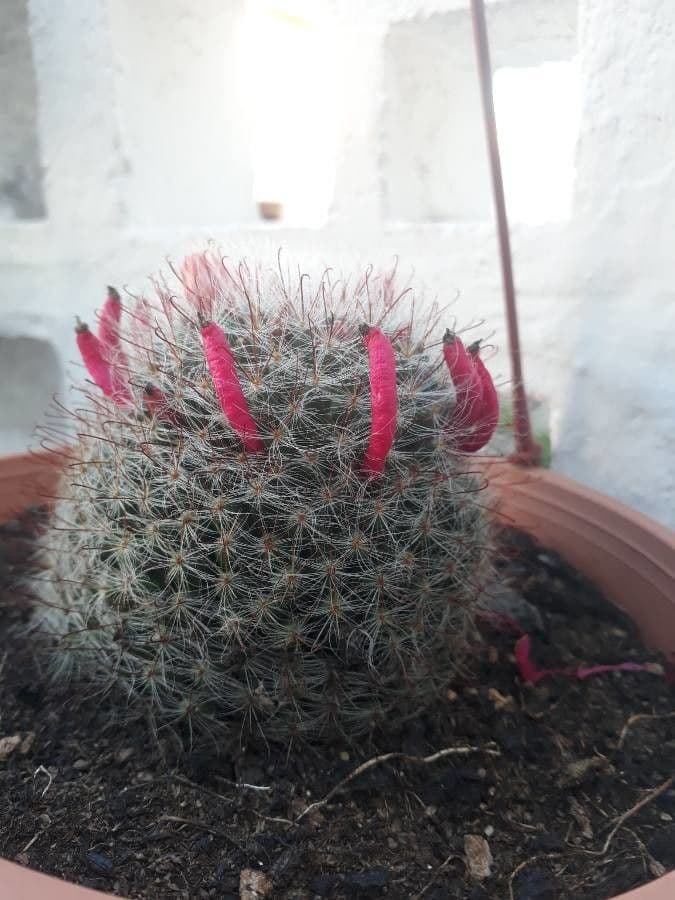 Cuscino della suocera 5