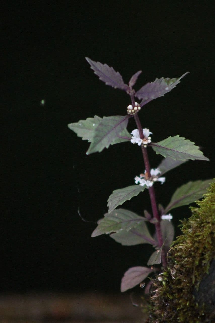 Lycopus uniflorus 10